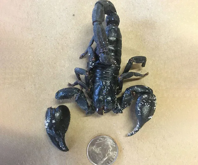 Edible Black Forest Scorpion