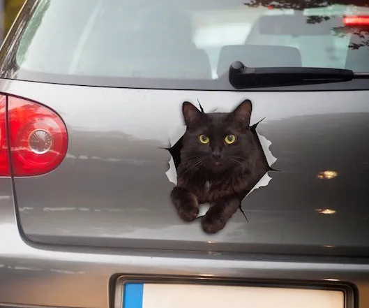 3D Cat Decals For Car