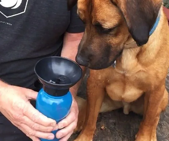 Quench Your Pup's Thirst with the Dog Water Bottle