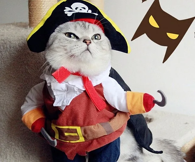Dress up Your Cat in a Pirate Costume