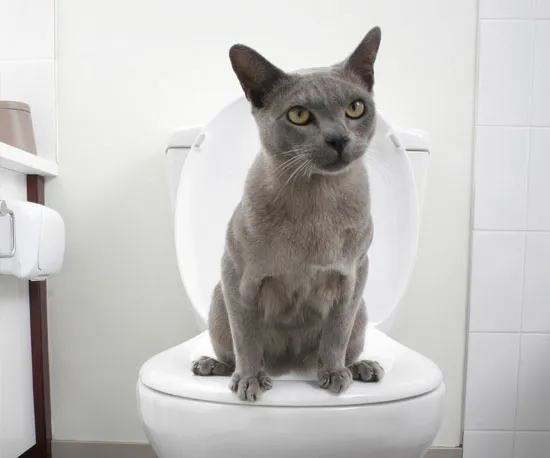 Cat Toilet Training System