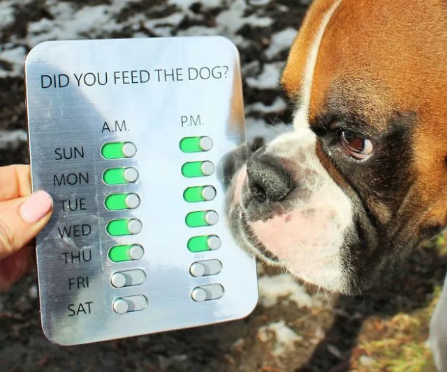 Never Forget to Feed Your Dog Again with This Handy Reminder