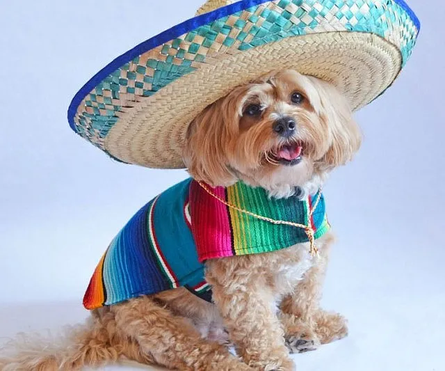 Mexican Dog Ponchos