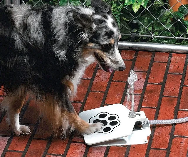 Doggie Pedal Water Fountain