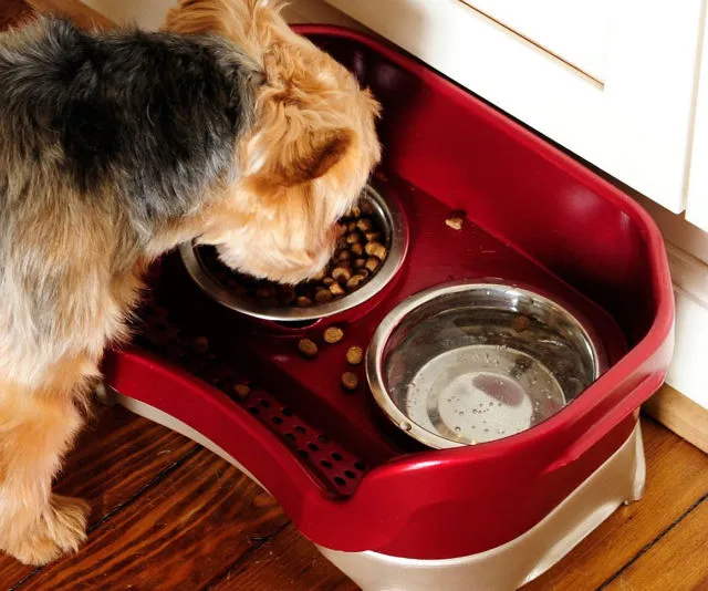 Mess-Proof Elevated Pet Bowls