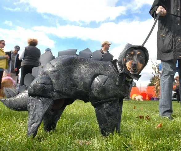 Roar with the Stegosaurus Dog Costume