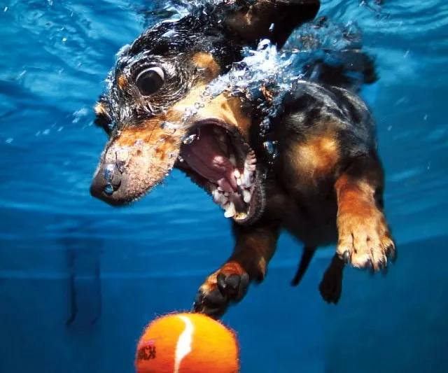Underwater Puppies Photograph Book