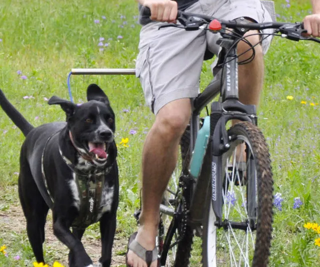 Hands-Free Bicycle Leash