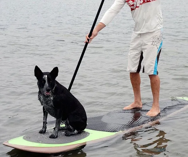 Stand Up Paddleboard Pet Traction Mat