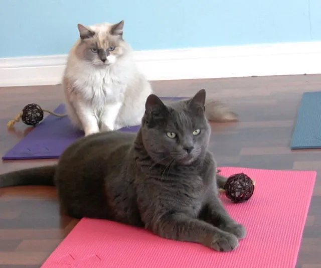 Feline Yoga Cat Mats