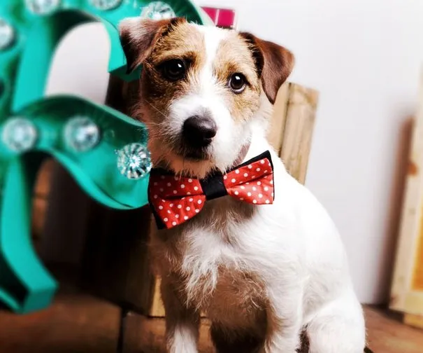 Pawsitively Charming Pet Bowtie