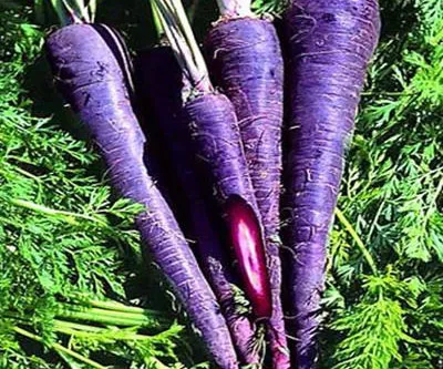 Beautiful and Nutritious Purple Carrots