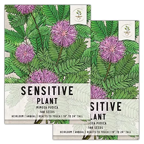 Experience the Magic of Touch Sensitive Plants
