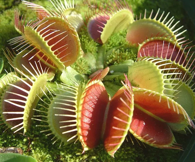 Get Your Adult Venus Fly Trap Today