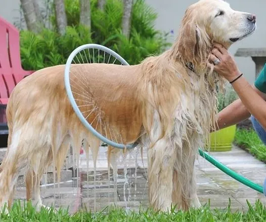 Perfect Dog Washing Station for Your Dog