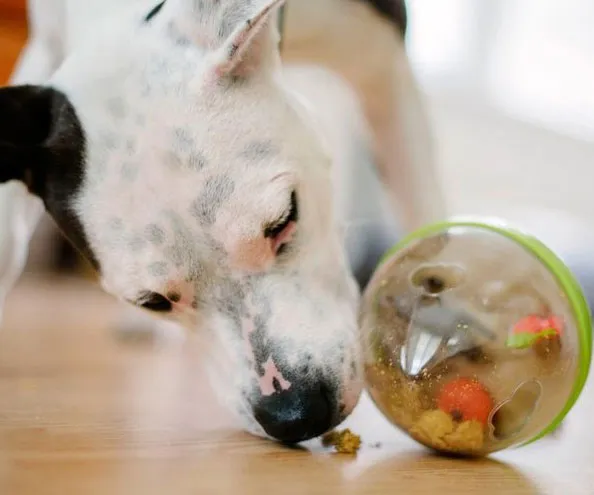Treat-Dispensing Fun: Wobble Ball for Happy Pups