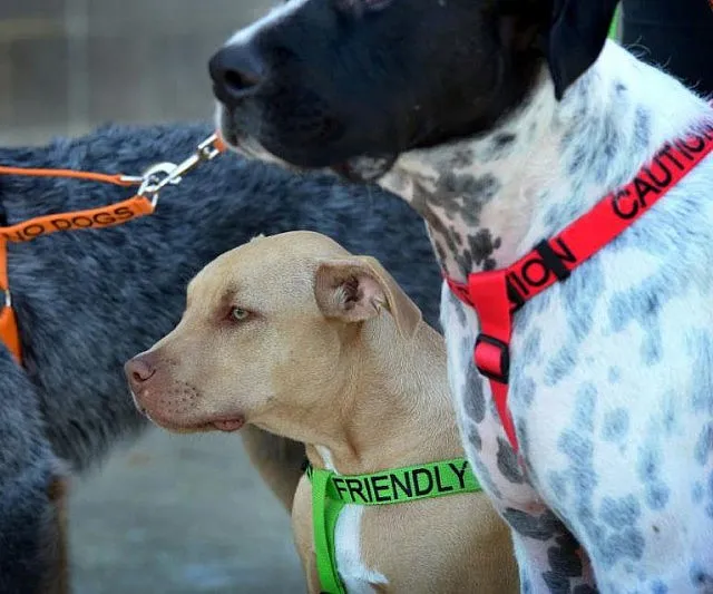 Walk Safely with Color Coded Dog Leashes