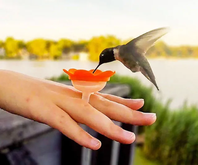 Hummingbird Feeder Ring