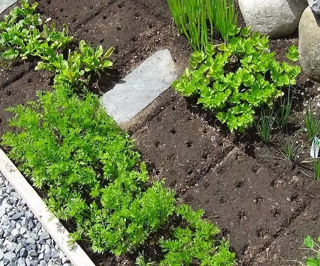Grow Your Dream Garden with Seeding Squares