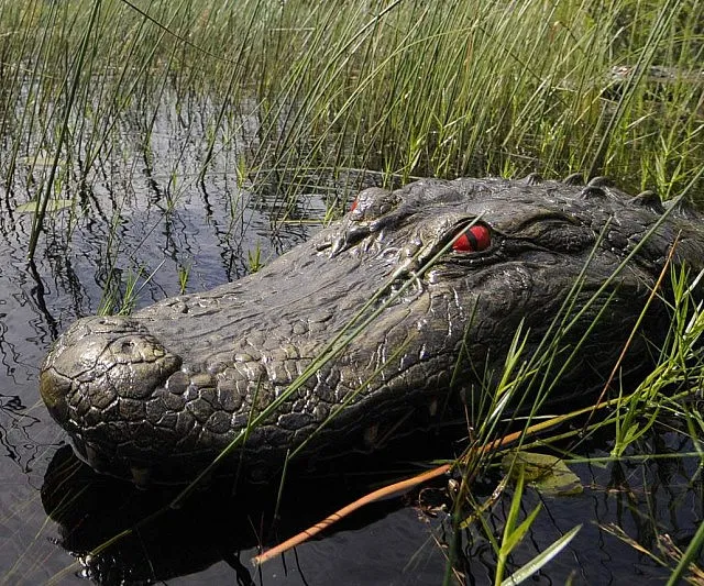 Floating Alligator Head Decoy