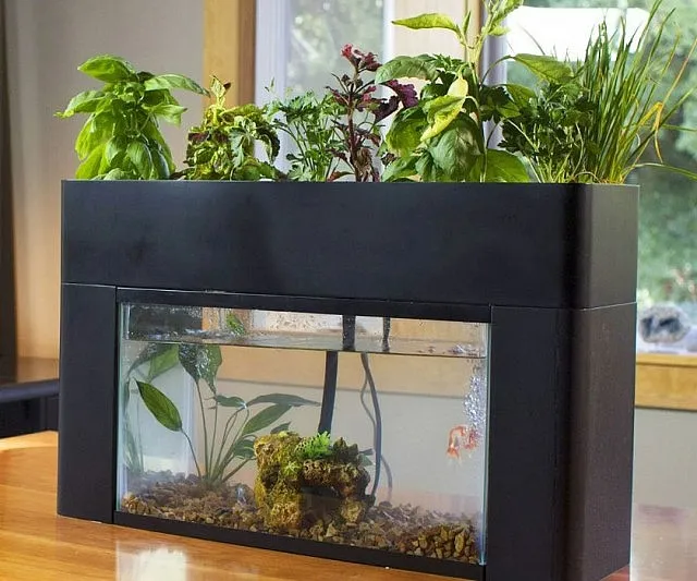 Self-Sustaining Aquarium Garden