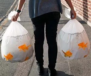Goldfish Garbage Bags to Brighten Your Day