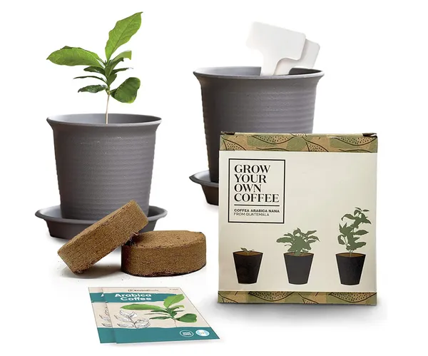 Grow Your Own Arabica Coffee Kit