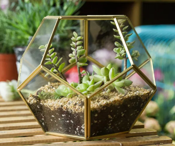 Mini Brass Glass Succulent Planter