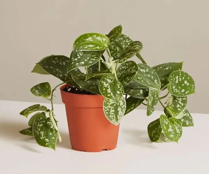 Spruce Up Your Classroom with this Hassle-Free Potted Plant