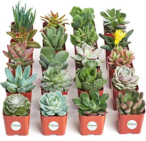 Live Succulent Plants Collection