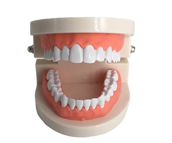 Perfect Dental Decor: Anatomically Correct Teeth Model