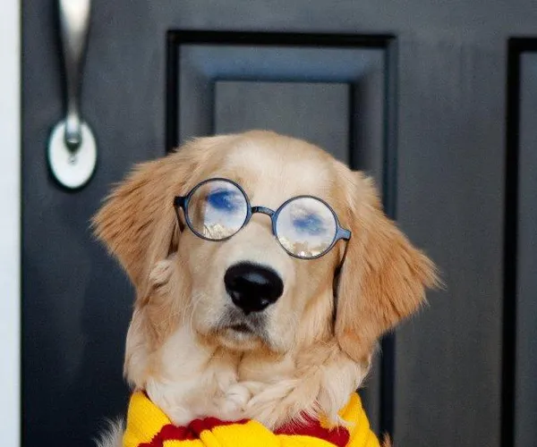 One Size Fits All Harry Potter's Glasses